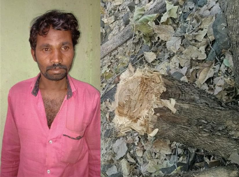 पेड़ काटने पर लगा 1 करोड़ का जुर्माना, यह है पूरा मामला
