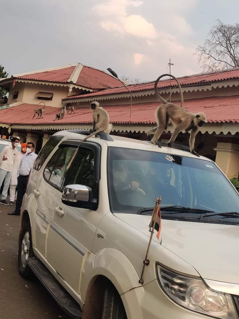 मंत्रीजी की सरकारी गाड़ी, बंदरों ने की सवारी