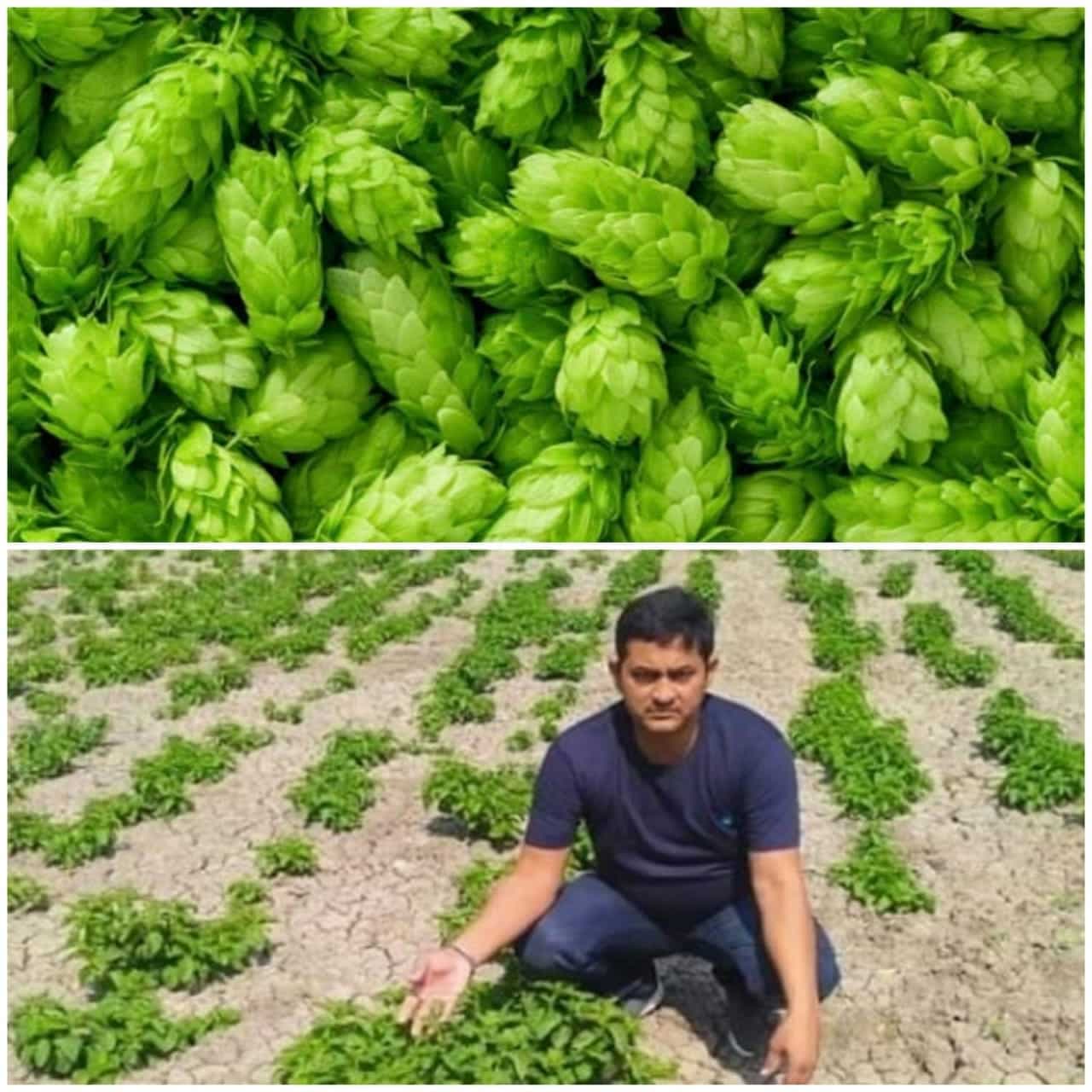 देखी है आपने 1 लाख रूपये किलो सब्जी, जानिये क्या है Hop-Shoots