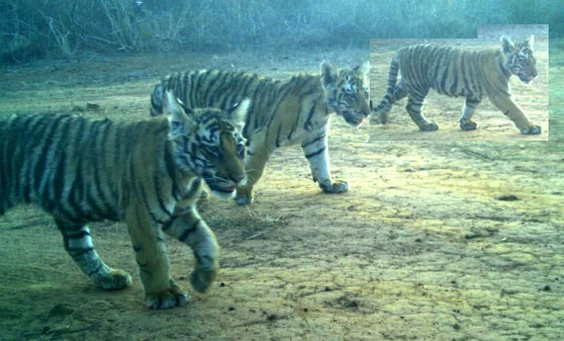 पन्ना टाइगर रिजर्व में मृत बाघिन के चारों शावक सुरक्षित, प्रबंधन ने ली राहत की सांस