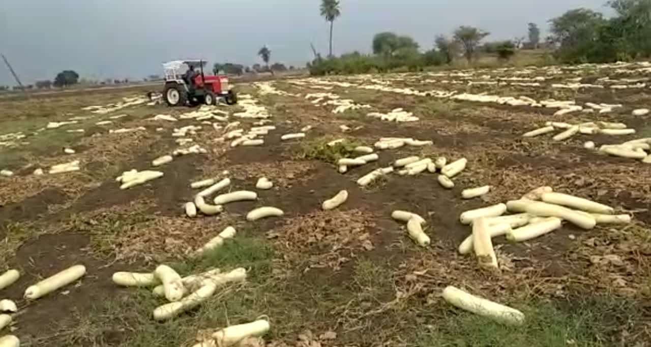 पहले मुफ्त बांटी, मवेशियों को खिलाई, फिर लौकी की फसल पर चला दिया ट्रैक्टर