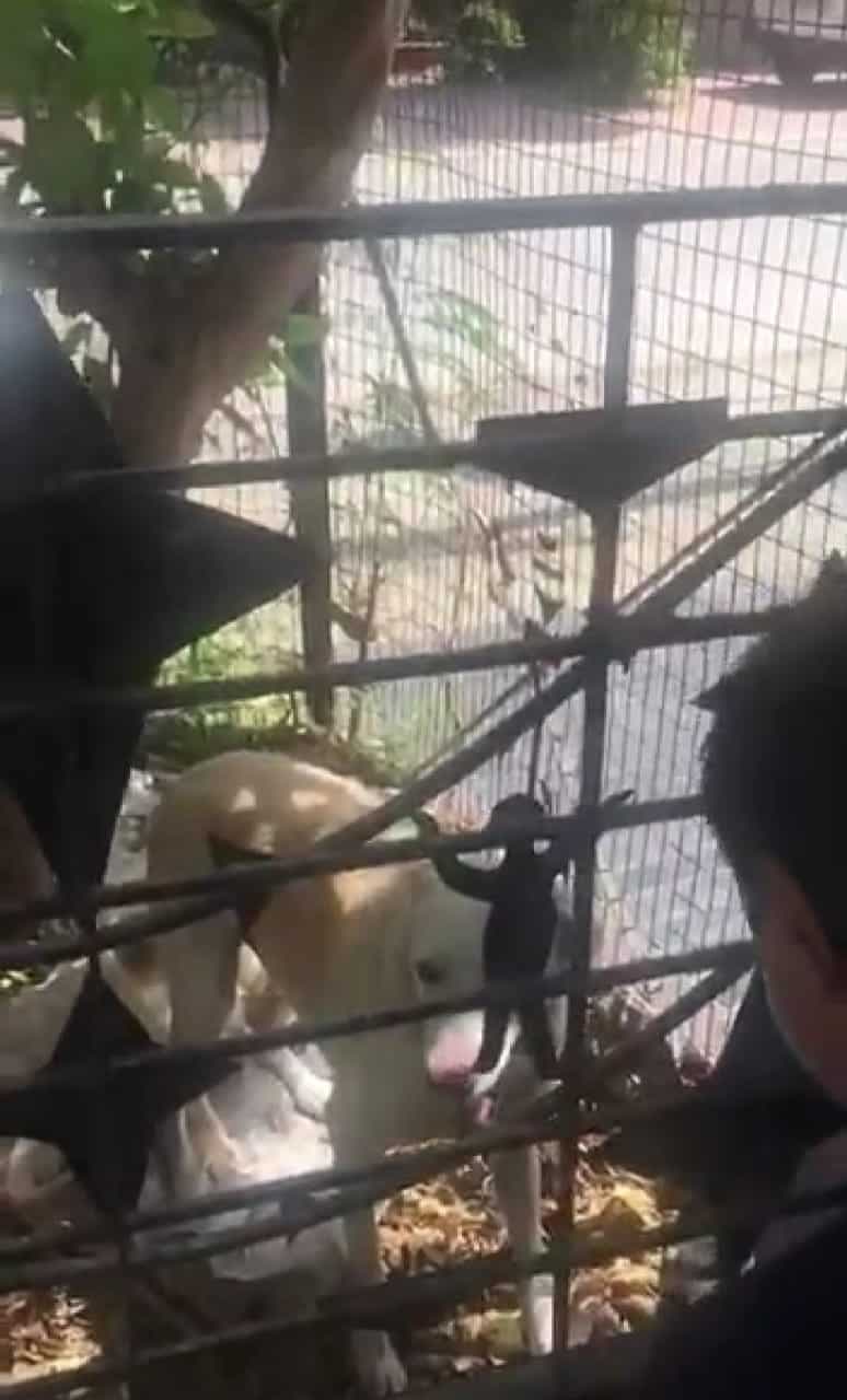 सोशल मीडिया पर कुत्ते की पिटाई के मामले में इंदौर के युवक पर प्रकरण दर्ज