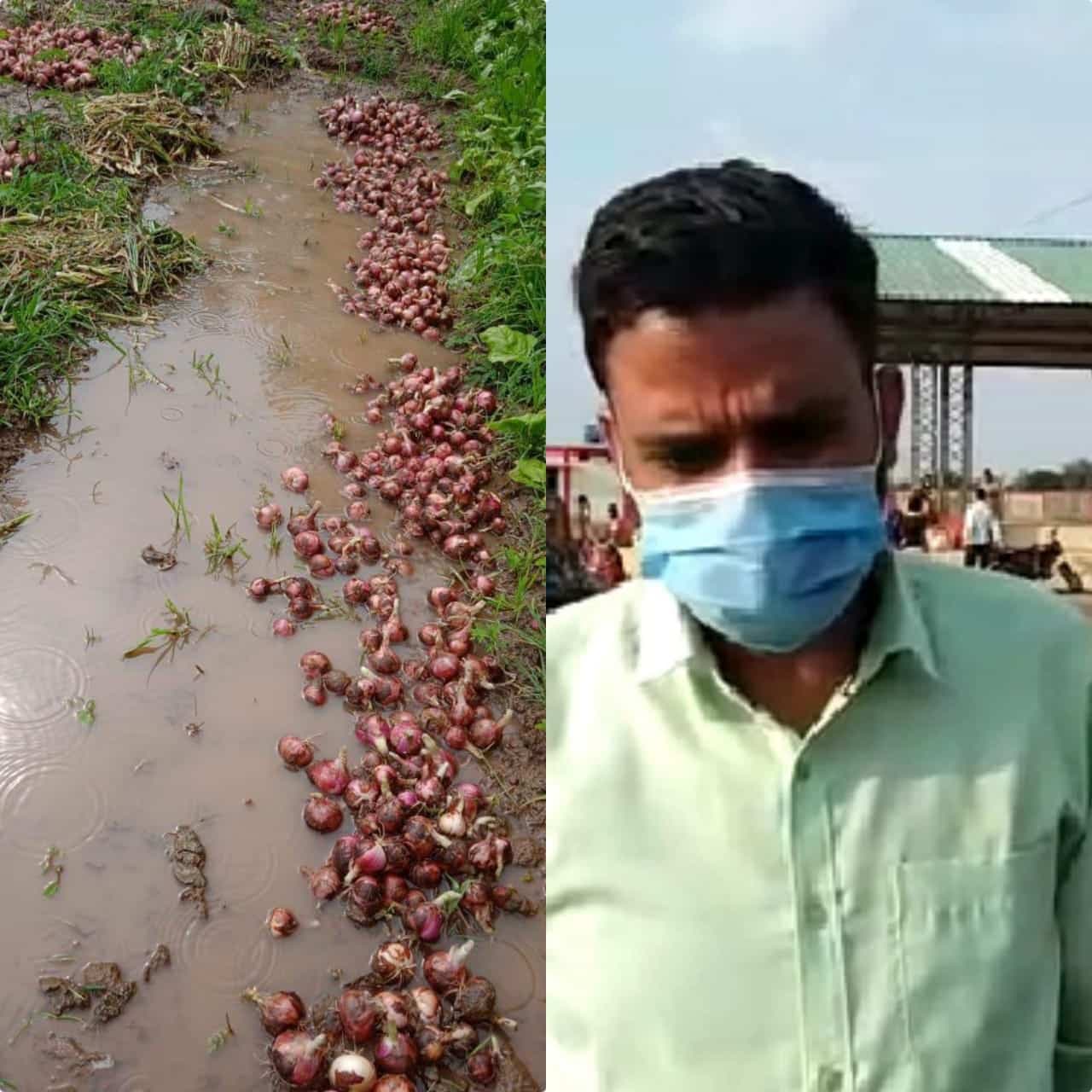 शिवपुरी प्रशासन ने मंडी में प्याज खरीदी पर लगाई रोक, खेतों में सड़ रही प्याज, किसान परेशान