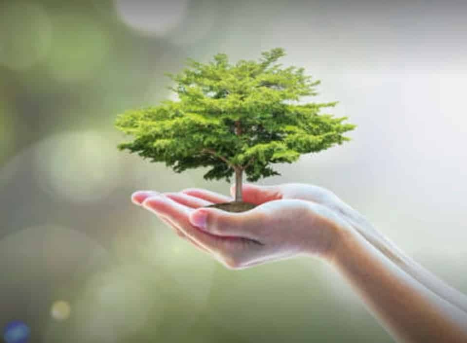 छतरपुर : हीरा खनन परियोजना में लाखों पेड़ होंगे जमींदोज, सोशल मीडिया पर युवाओं ने छेड़ी जंगल सुरक्षा की जंग