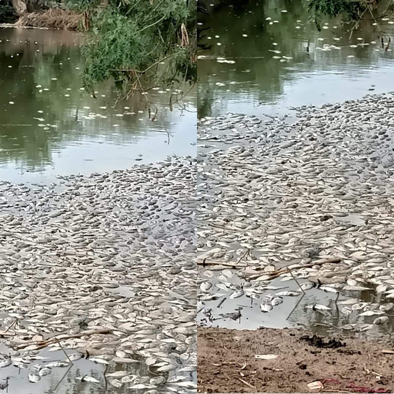 मुरैना में अज्ञात कारणों के चलते मरी हजारों मछलियां, बदबू से ग्रामीण हो रहे परेशान