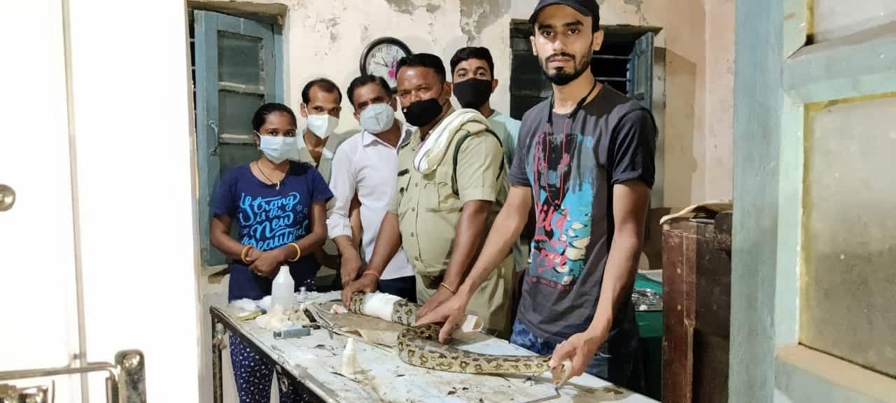 7 फीट लंबे घायल अजगर का देर रात हुआ सफल ऑपरेशन, स्वस्थ होते भेजा जाएगा सतपुड़ा