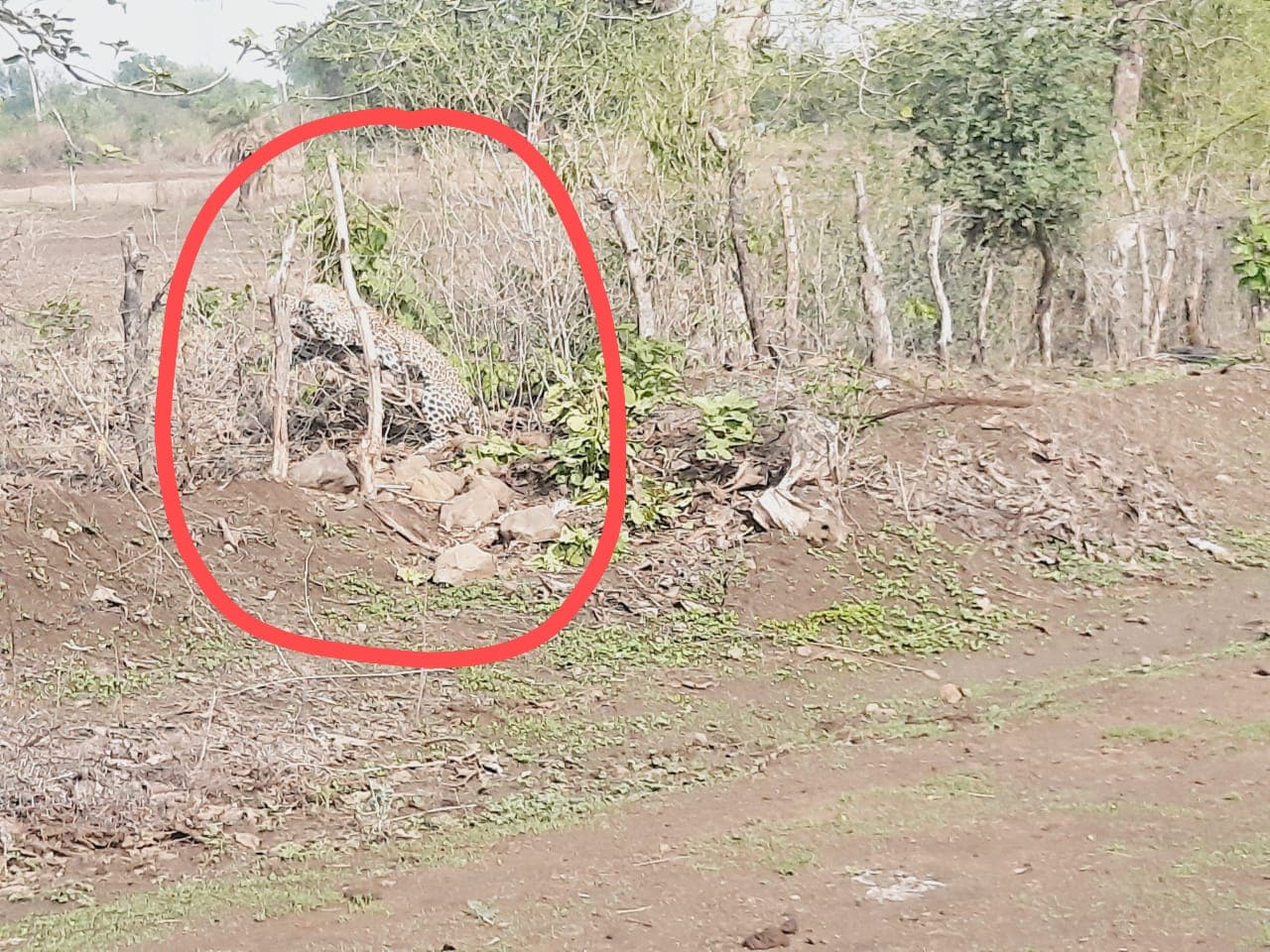 रायसेन: तार फेंसिंग में घंटों से फंसा तेंदुआ, वन विभाग बेखबर, भोपाल से बुलाई गई रेस्क्यू टीम