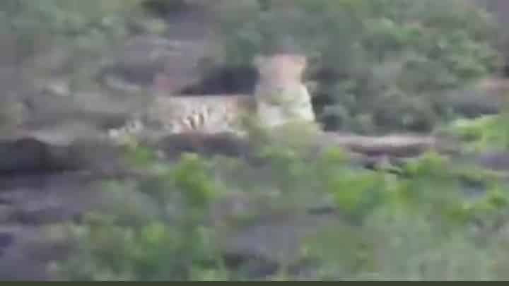 राजगढ़ की पहाड़ी पर बैठा दिखा तेंदुआ, स्थानीय नागरिकों ने किया कैमरे में कैद