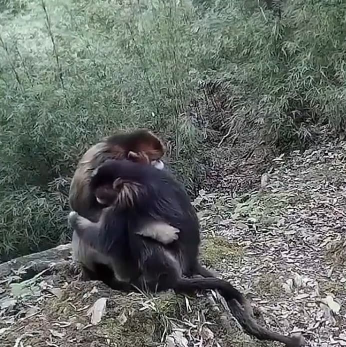 Video : जब एक बंदर दूसरे से लपक कर लग गया गले, देखिये इमोशनल वीडियो