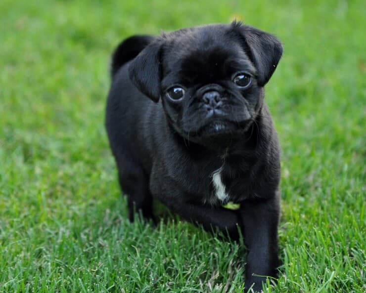Social Media पर वायरल हो रहा PUG कुत्ते का यह अनोखा अंदाज