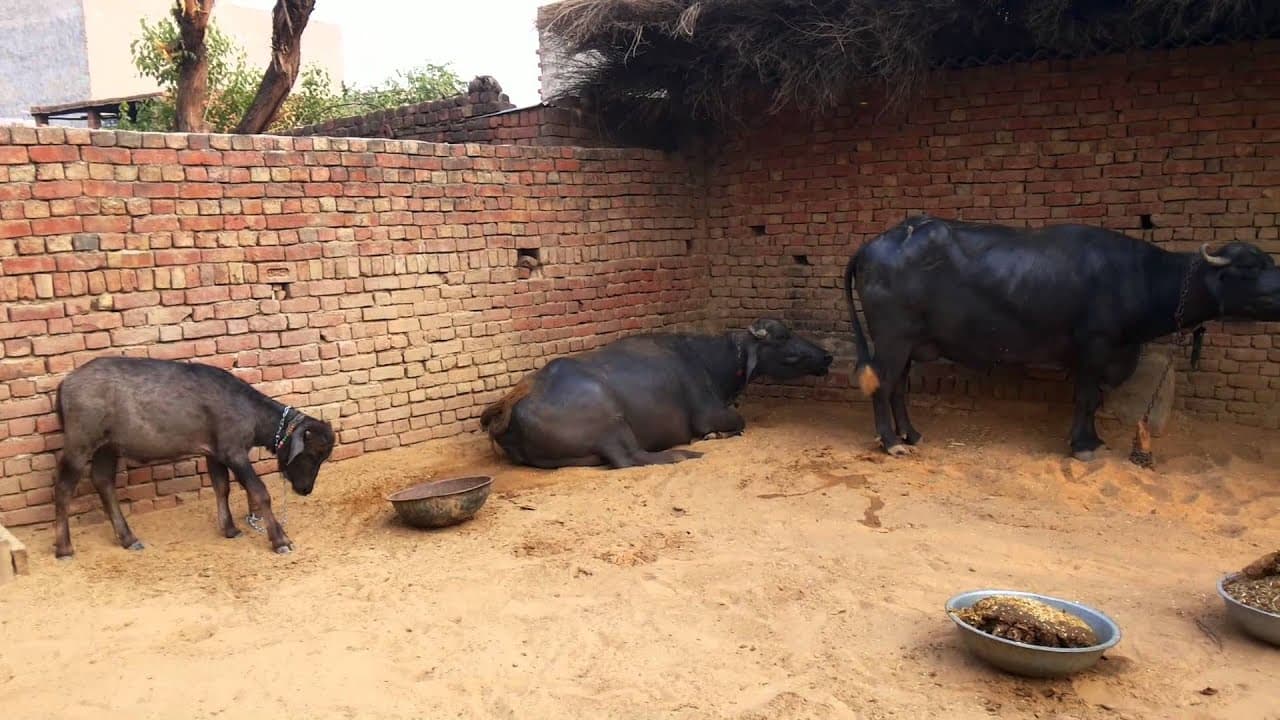 हरियाणा: अब पशुओं के लिए भी आई प्रेग्नेंसी किट, सिर्फ ₹10 में, जानें डिटेल्स
