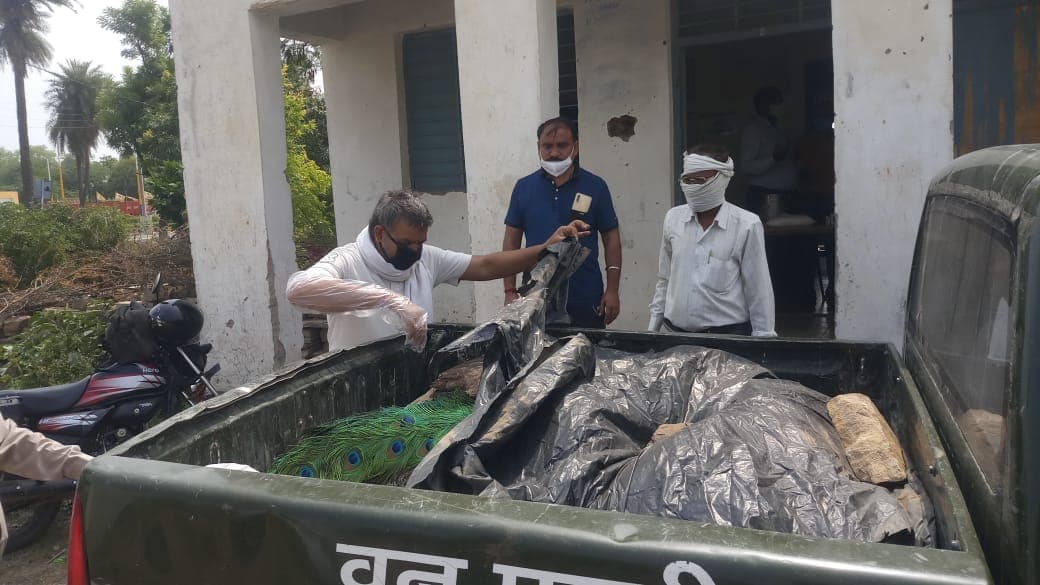 वन विभाग की बड़ी लापरवाही, 42 मोरों की मौत के बाद मचा हड़कंप