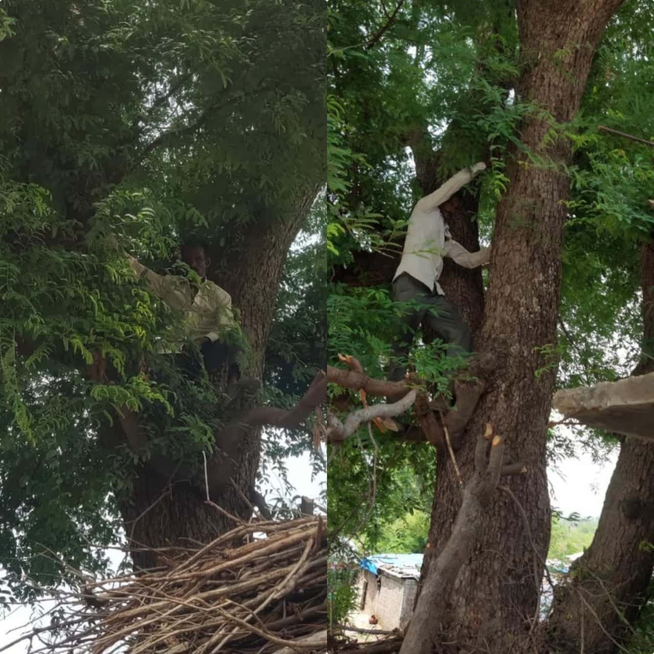 वैक्सीन के डर से पत्नी का आधार कार्ड छिपा कर पेड़ पर चढ़ा युवक, डोज खत्म होने के बाद नीचे उतरा