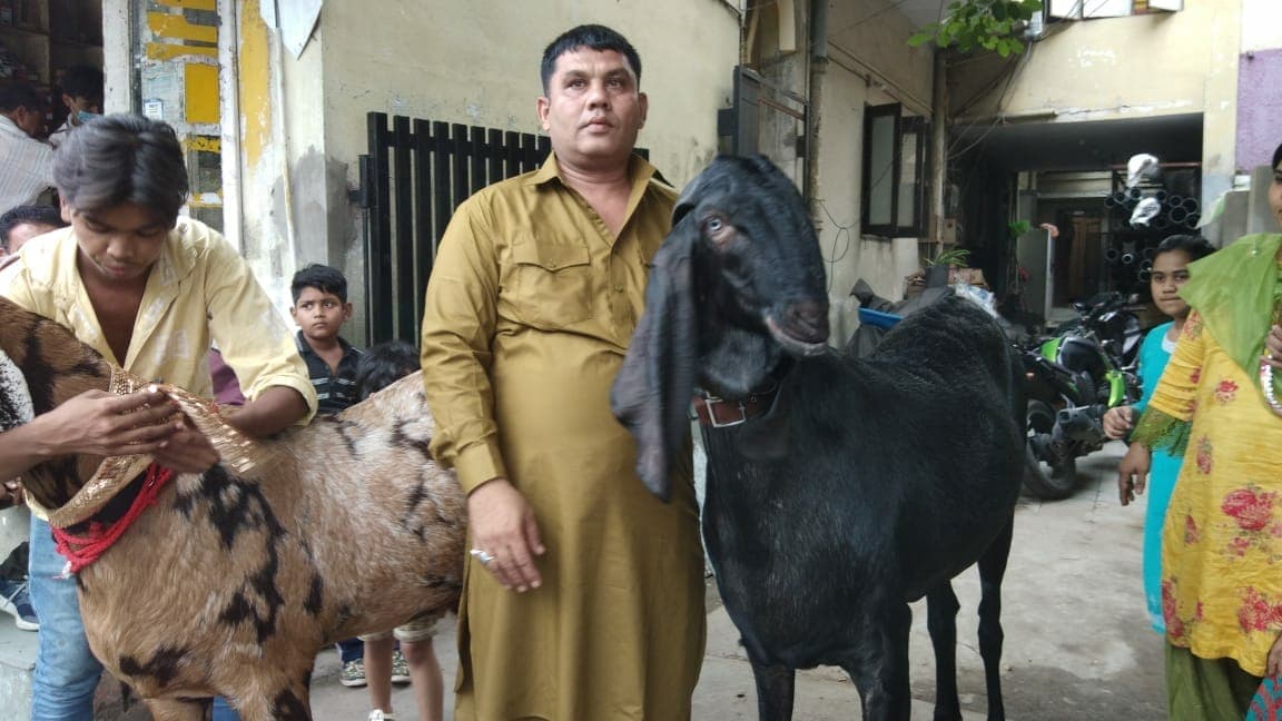 इंदौर के इन दो बकरों को देखकर रह जाएंगे हैरान, एक कि कीमत साढ़े पांच लाख तो दूसरे की कीमत डेढ़ लाख !