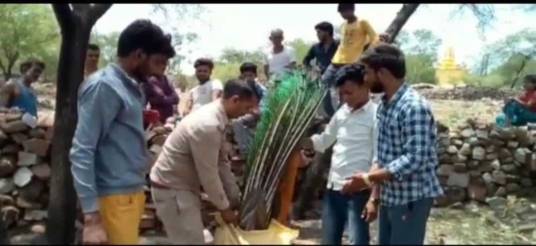 पहले पत्थरों से किया मोर पर हमला फिर गला दबाकर उतारा मौत के घाट, लोगों को देख आरोपी मौके से भागा