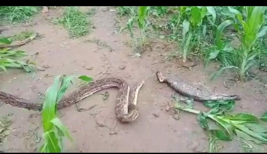 बिल्ली निगलने के बाद घर के आंगन में आराम फरमा रहा था 10 फीट का अजगर, टीम पहुंची और फिर हुआ ये…