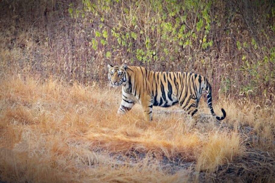 सतपुड़ा टाइगर रिजर्व को मिला अर्थ नेटवेस्ट ग्रुप अर्थ हीरोज पुरस्कार, वनमंत्री ने दी बधाई