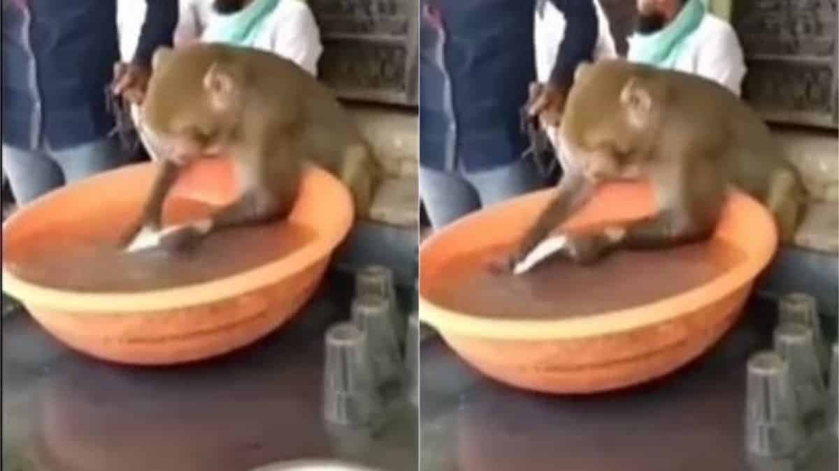 बंदर की इस हरकत को देख आप हो जाएंगे हैरान, लोगों ने दिए फनी रिएक्शन, देखें Video