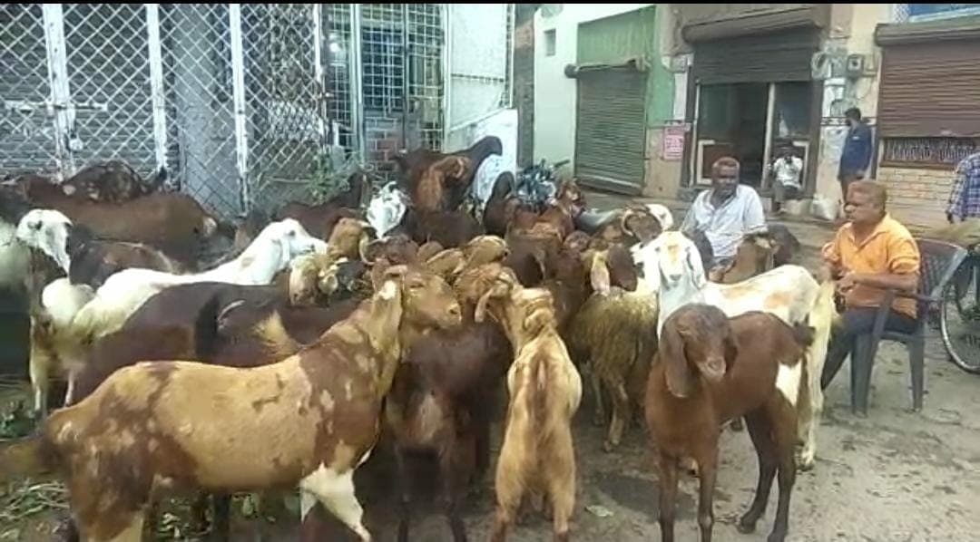 बकरीद/Eid ul-Adha: प्रदेश की सबसे बड़ी बकरा मंडी पर कोरोना और महंगाई की मार! कोरोना काल के चलते ठप व्यापार