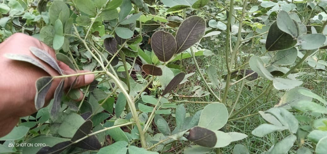 चिरौटा के पत्तों पर लगी अजीबोगरीब बीमारी, किया जा रहा शोध
