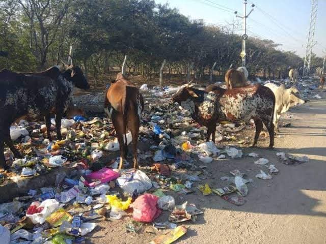 Dabra news: शासन–प्रशासन की अनदेखी की भेंट चढ़े 7 गौवंश की मौत।