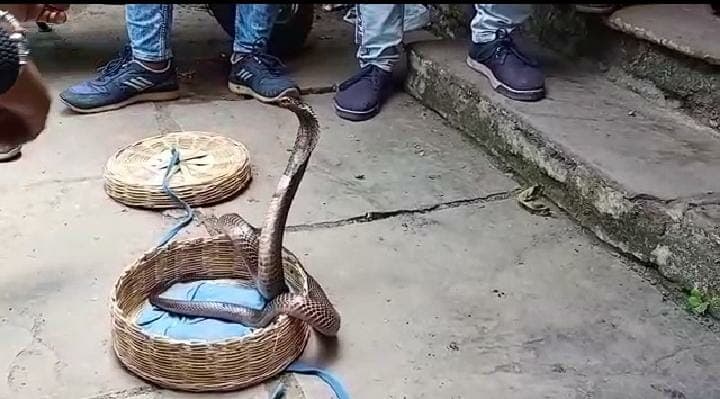 नाग पंचमी पर जबलपुर वन विभाग की कार्रवाई, पकड़े 30 से 40 सांप