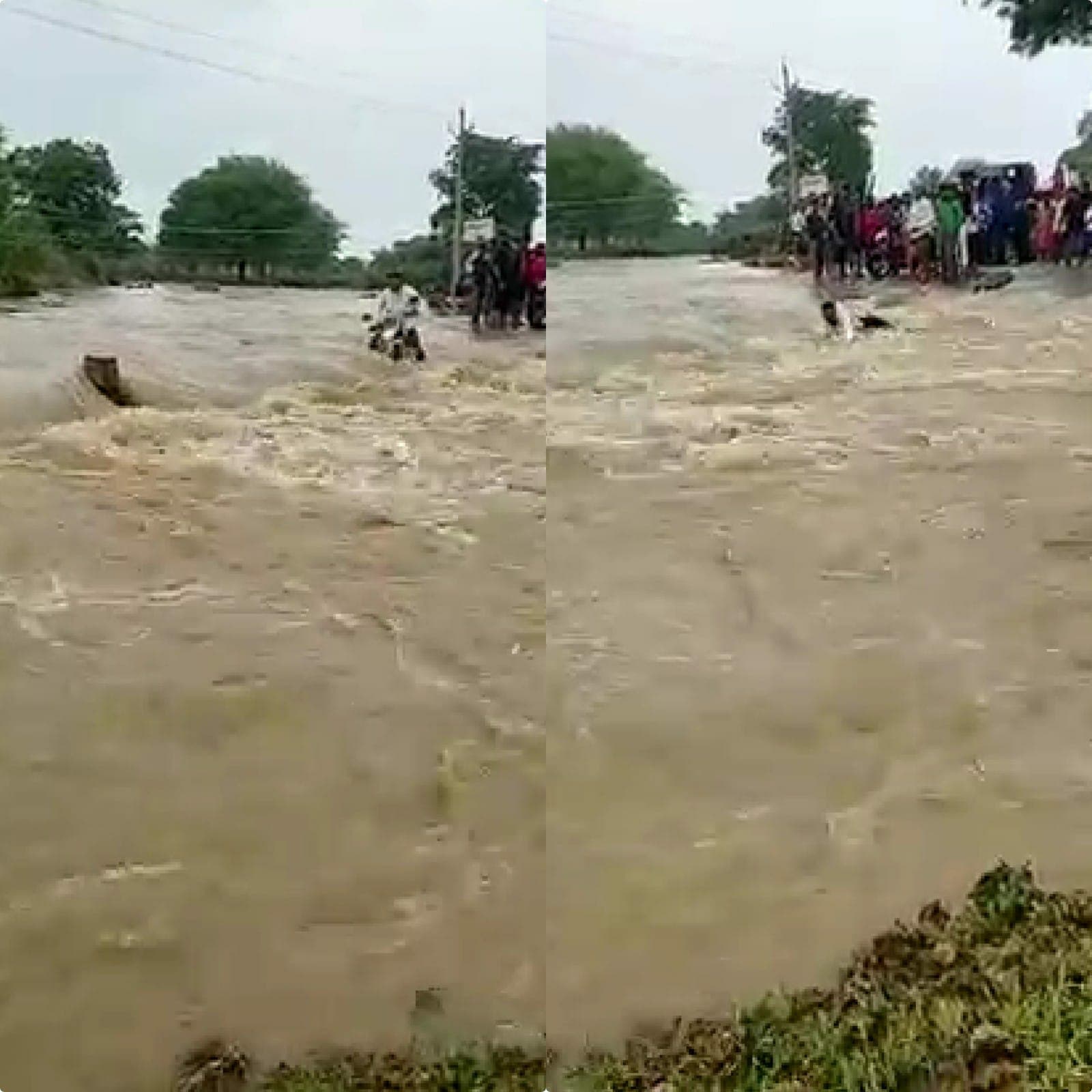 Shivpuri : उफनता नाला पार कर रहा युवक बाइक समेत बहा, ऐसे बचाई जान, देखें Video