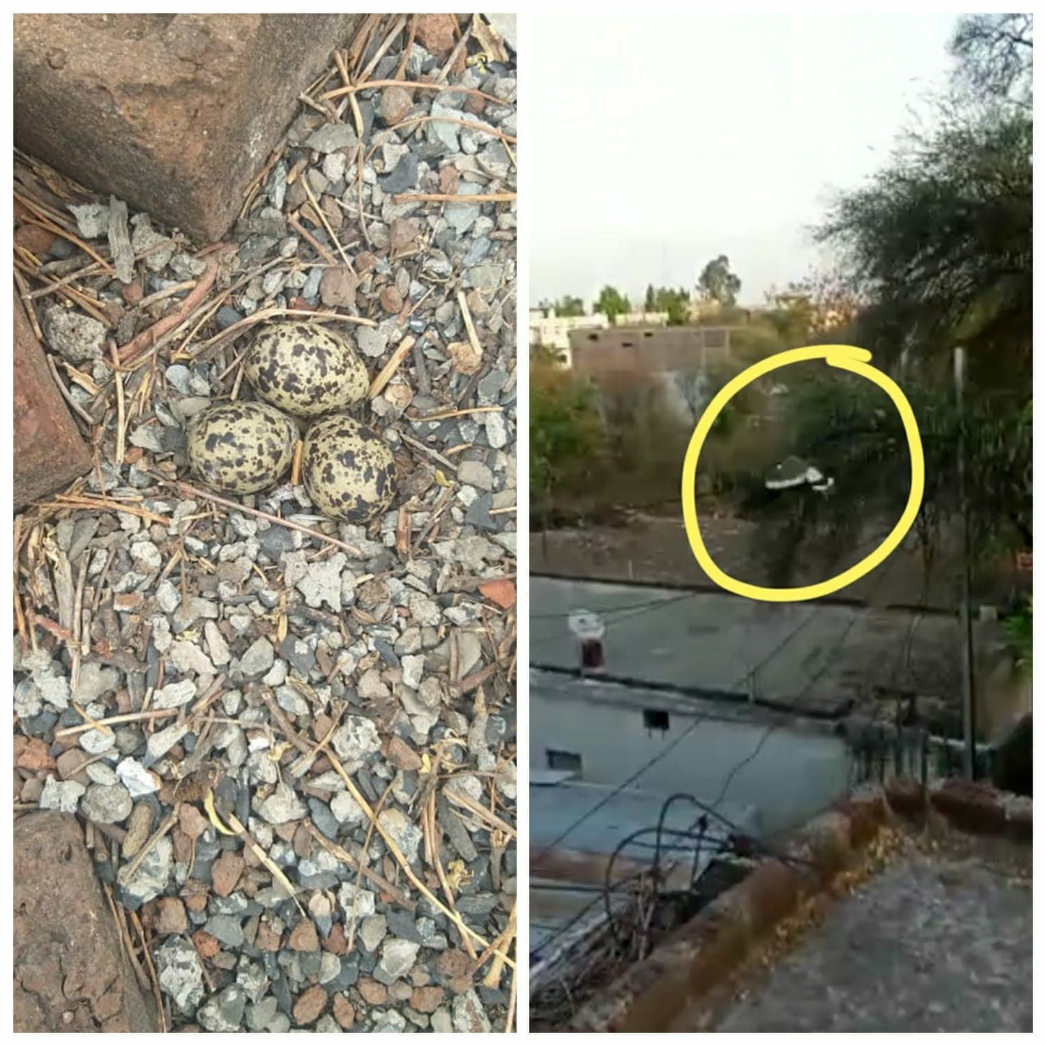 पहले ही मिल गए थे प्रदेश में अतिवृष्टि के संकेत, टिटहरी ने की थी भविष्यवाणी!