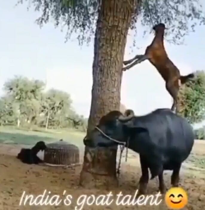 India’s Goat Talent : बकरी ने किया कुछ ऐसा कि हो जाएंगे हैरान, देखिये Video
