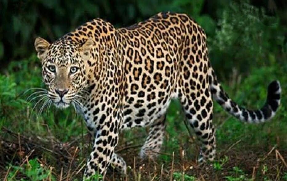 Jabalpur News : रिहायशी क्षेत्र में दिखा तेंदुआ, फैली दशहत, वन विभाग अलर्ट