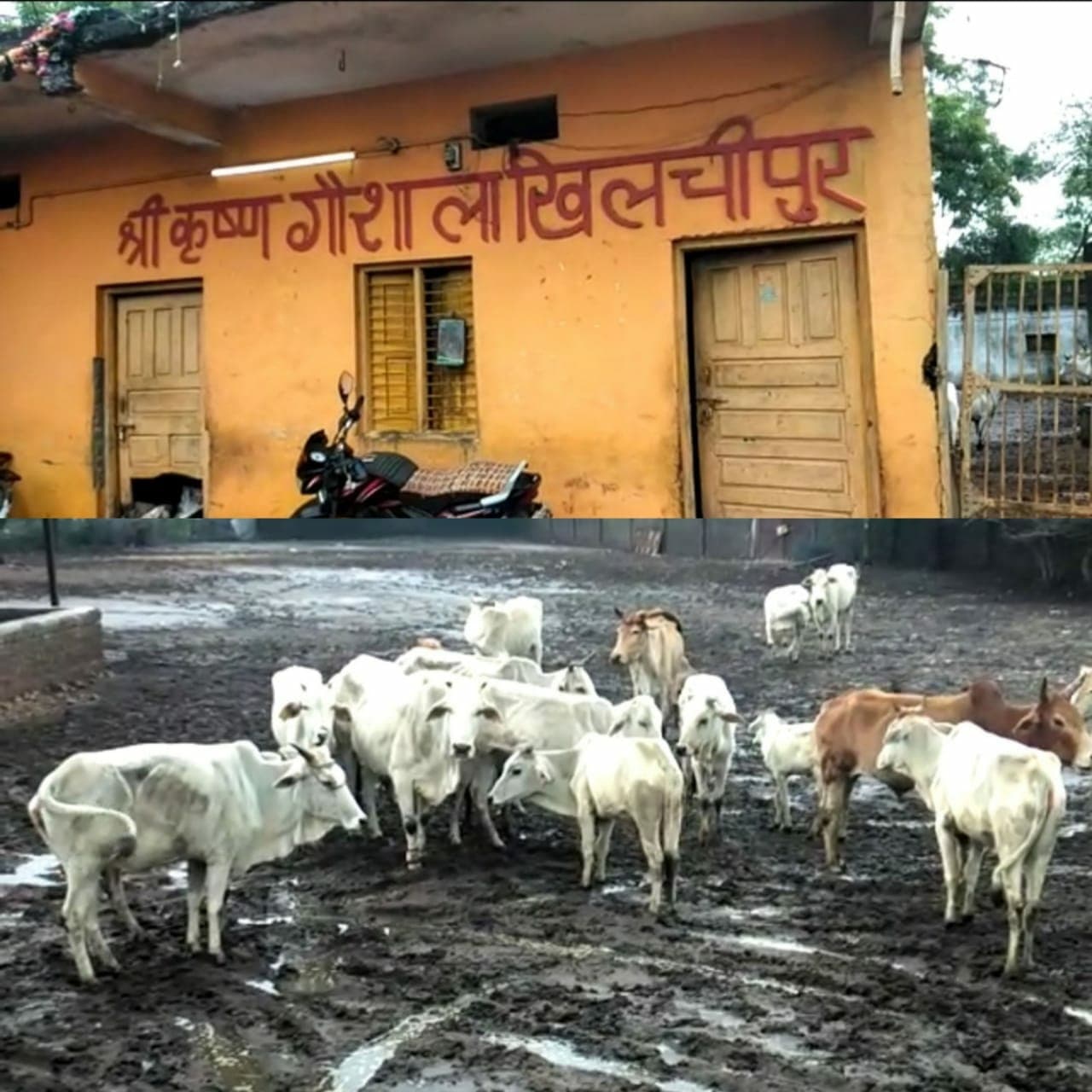 अव्यवस्था के चलते गौशाला में अब तक 15 से अधिक गायों की मौत, आखिर इनकी दुर्दशा का जिम्मेदार कौन?