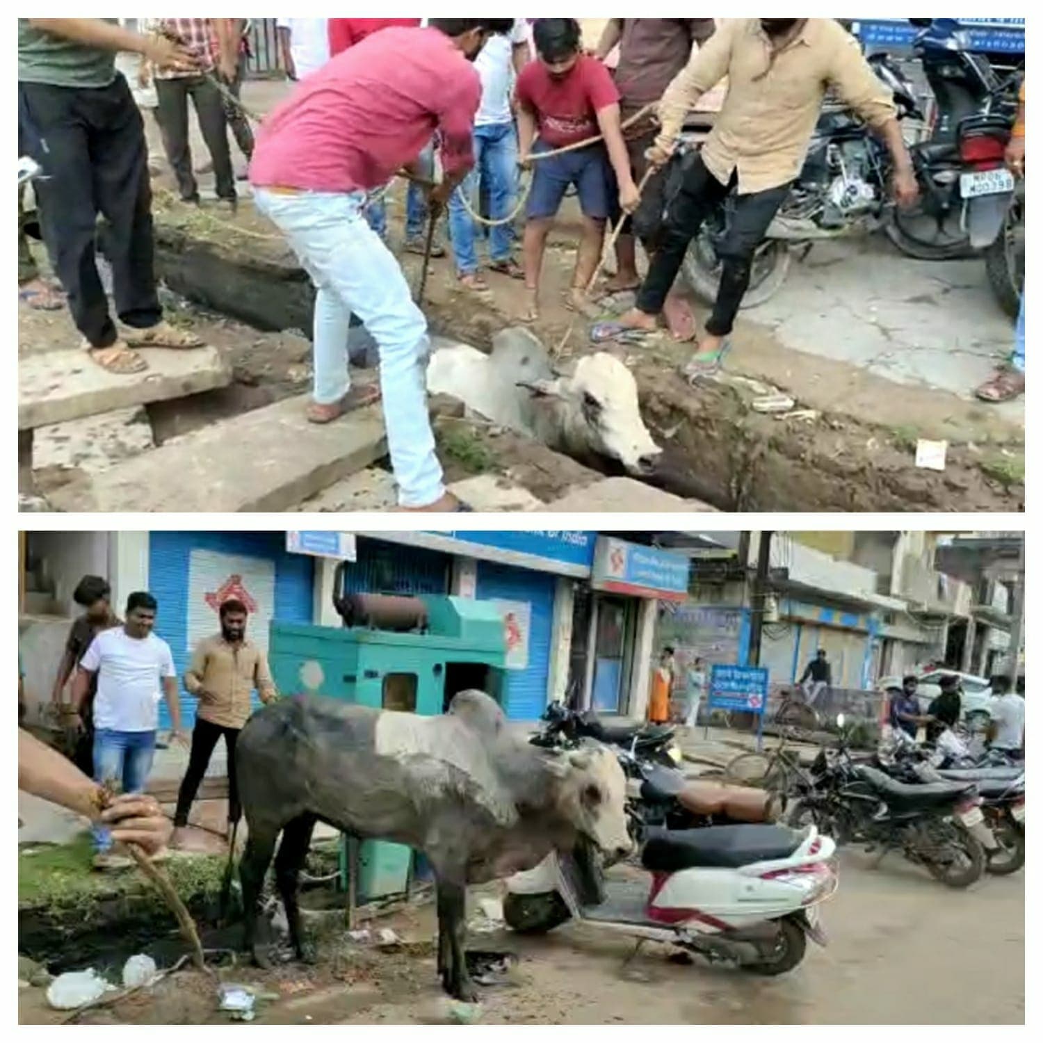 मुरैना- देखिये नाले में गिरे सांड को किस तरह किया रेस्क्यू, स्थानीय लोगों ने निकाला बाहर