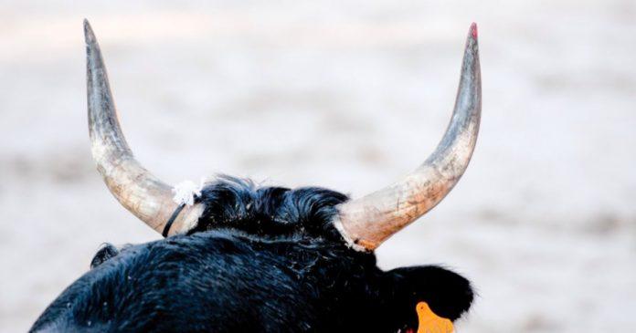 Jabalpur : सड़क पर टहल रहे युवक को बैल ने मारा सींग, इलाज के 8 दिन बाद मौत