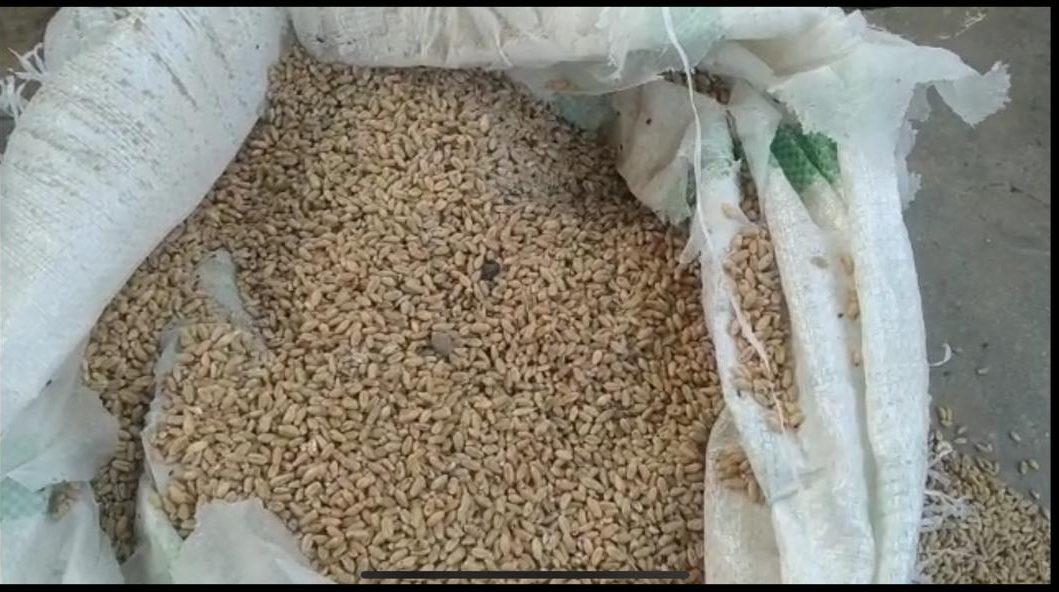 Dabra News : बागबाई स्कूल प्रबंधन की बड़ी लापरवाही, छात्रों को बांटा कीड़े लगा गेहूं