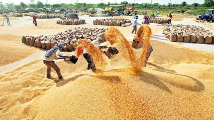 MP में आज से समर्थन मूल्य पर धान की खरीदी, ऐसे होगा किसानों को राशि का भुगतान