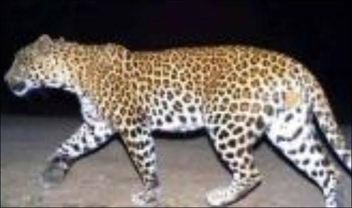 Chhatarpur news: शहर में तेंदुए की दहशत, रेस्क्यू में जुटी टीम