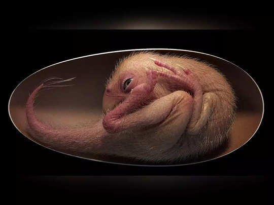 Baby Yingliang: चीन में मिला डायनासोर का अंडा, नाम है ‘Baby Yingliang’