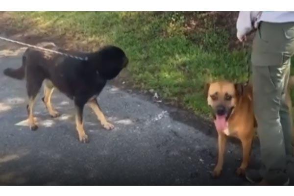 ऑनर को लगा गे है उसका प्यारा डॉगी, बिना सच्चाई जाने कर दिया ये हाल