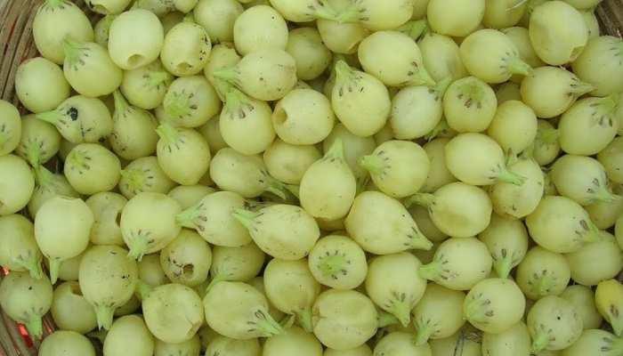 मध्य प्रदेश के आदिवासियों द्वारा बनाई जाने वाली महुआ शराब होगी हेरिटेज में शामिल