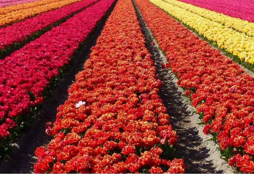 फूलों का business बन गया है कमाई का आसान रास्ता, हर महीने होगी लाखों की इनकम