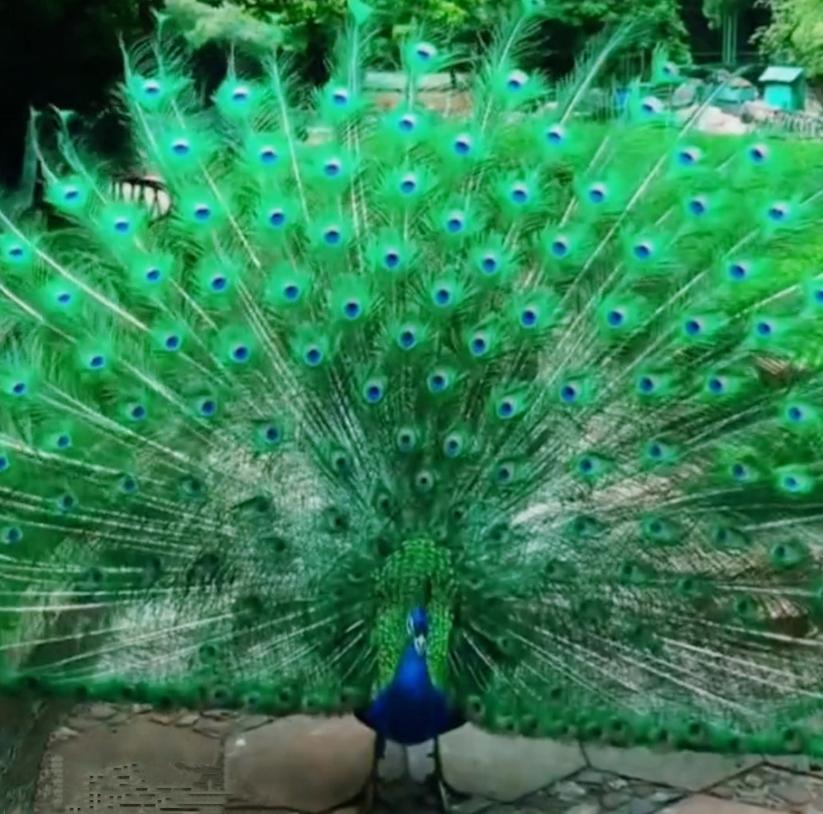 Video : मोर का नृत्य देख खिल उठेगा मन-मयूर, देखिये मनमोहक वीडियो