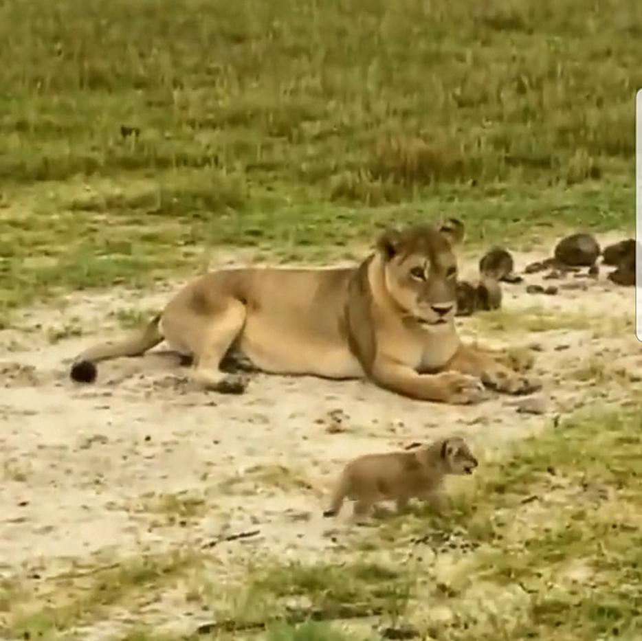Video : देखिये शेर के बच्चे की प्रैक्टिस, बचपन में ऐसा होता है जंगल का राजा