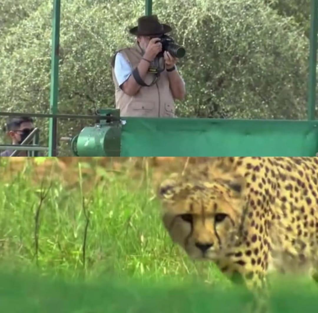 कूनो नेशनल पार्क में दिखा PM Modi का खास अंदाज, चीतों को छोड़ा और फोटोग्राफी भी की