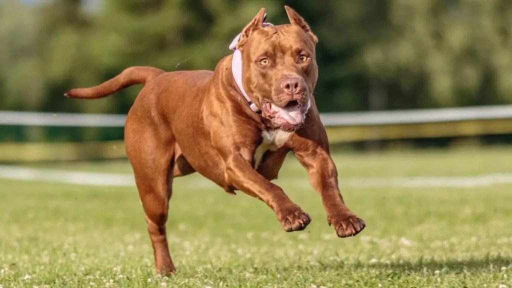 लखनऊ में पिटबुल डॉग ने युवक पर किया हमला, बचाने आई मां भी हुई घायल