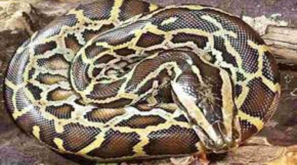 शख्स के टच करते ही अजगर ने किया ऐसा, देखकर हो जाएंगे आपके रोंगटे खड़े