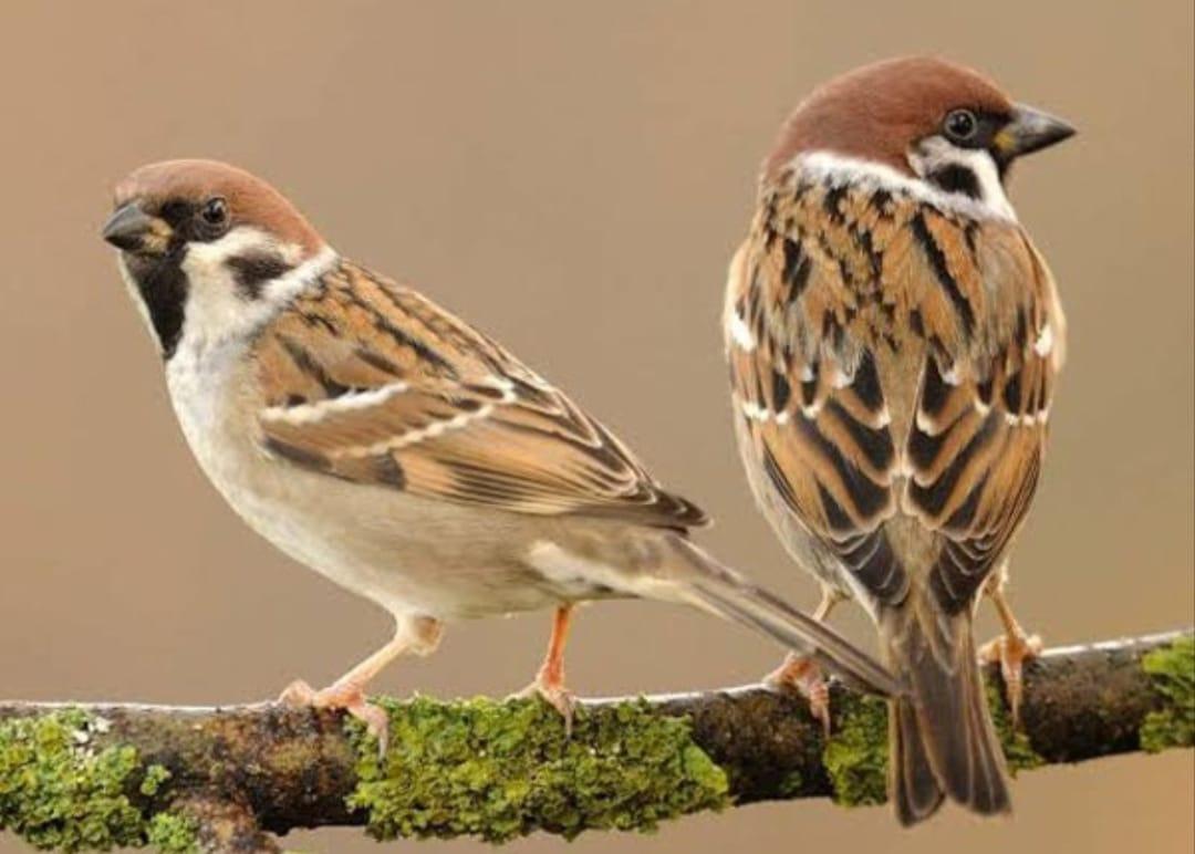 World Sparrow Day: कंक्रीट के जंगल में अपना घरौंदा ढूंढ रही नन्ही गौरैया, ऐसे करें संरक्षण