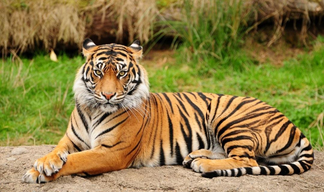 स्टेट टाइगर स्ट्राइक फोर्स के हाथ लगी बड़ी सफलता, फरार वन्य प्राणी तस्कर ताशी शेरपा दार्जिलिंग से गिरफ्तार, 2015 से था फरार