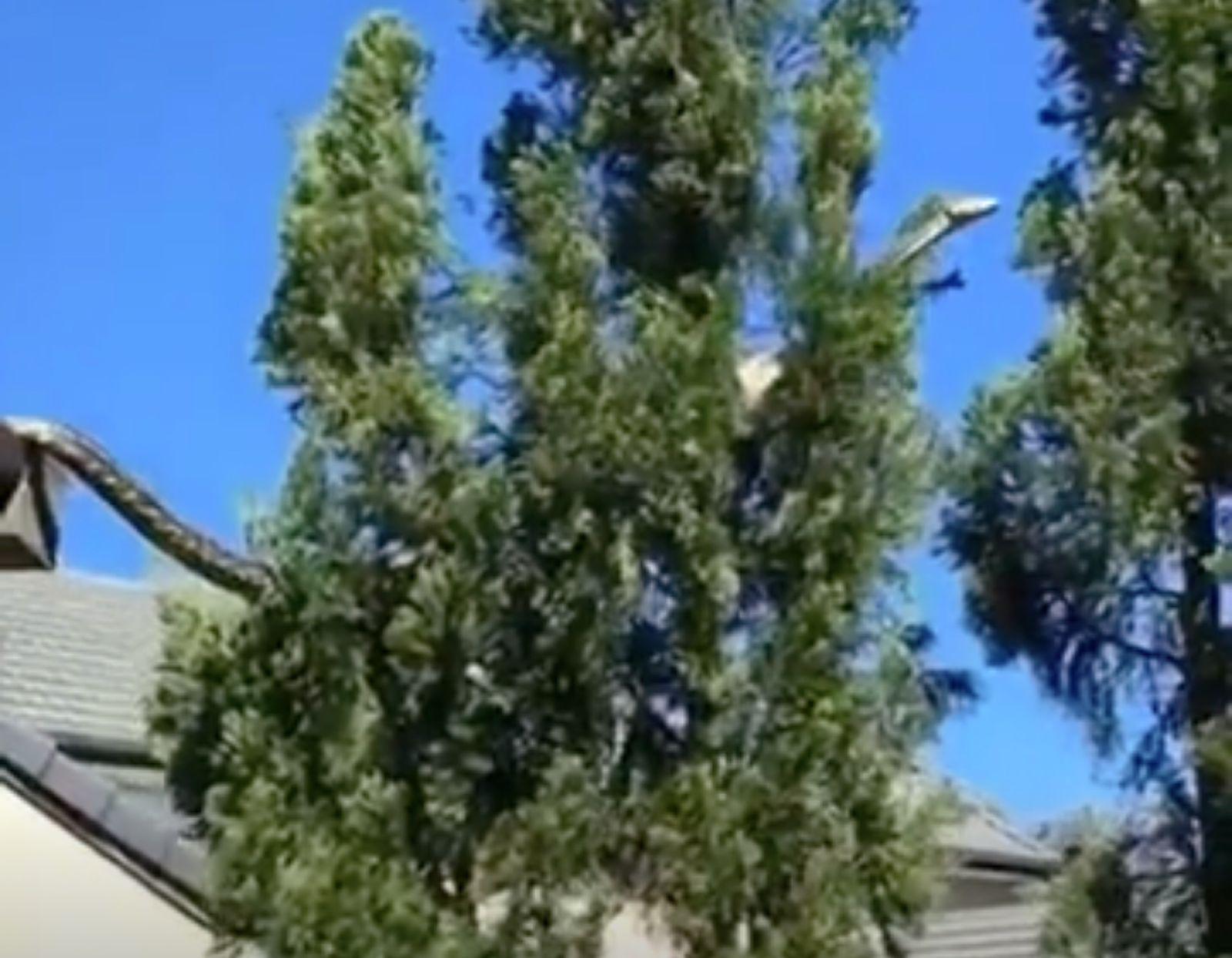 Viral Video : घर की छत पर 16 फीट लंबा अजगर, देखकर उड़ जाएंगे होश