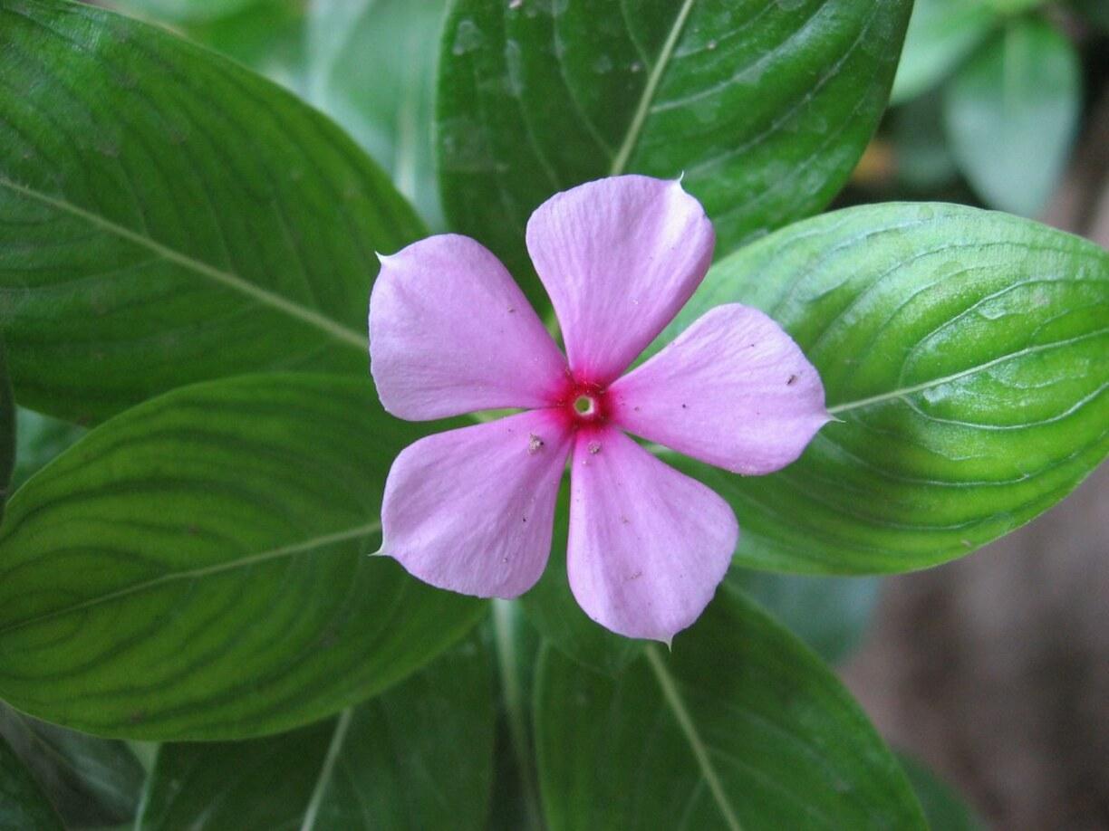 चमत्कारी गुणों से भरपूर होते हैं सदाबहार के फूल, कई समस्याओं को करते हैं दूर, ऐसे करें इस्तेमाल
