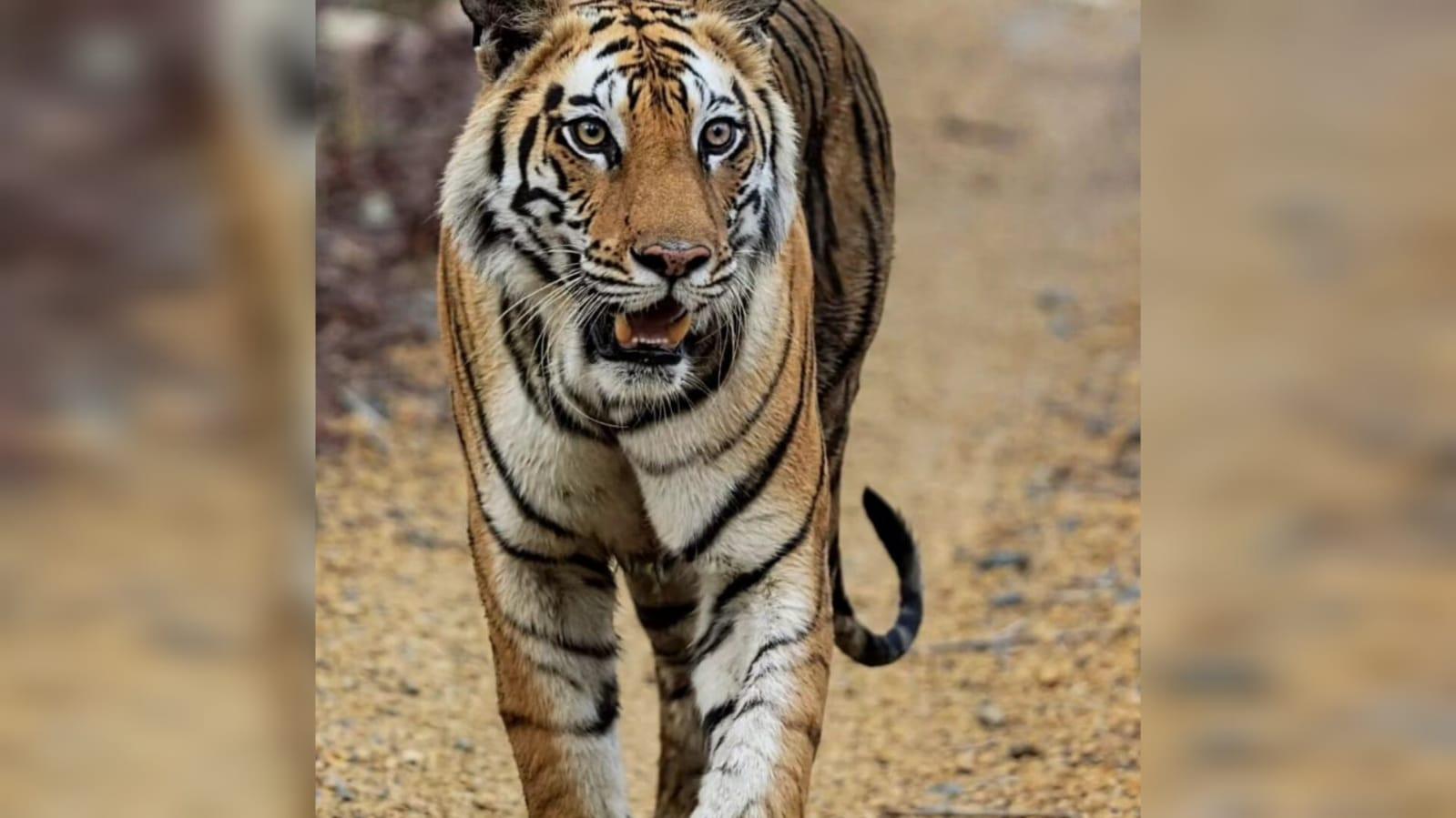 दमोह जिले के घटेरा इलाके में टाइगर का मूवमेंट, ग्रामीणों में दहशत का माहौल